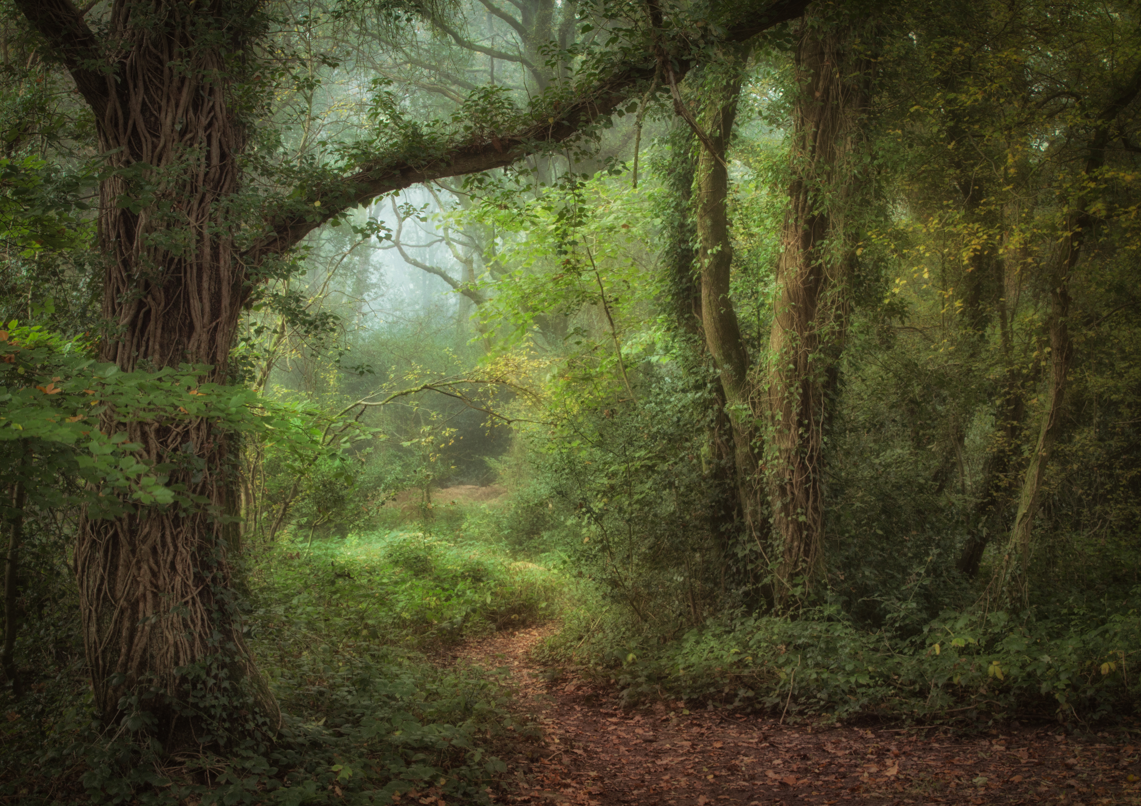 Enchanted Wood by Stuart Burch