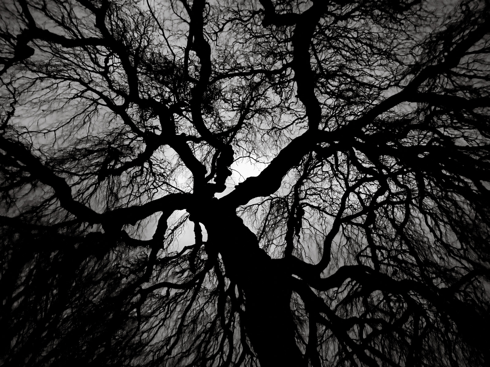 Phil Day_250 year old weeping beech in silhouette