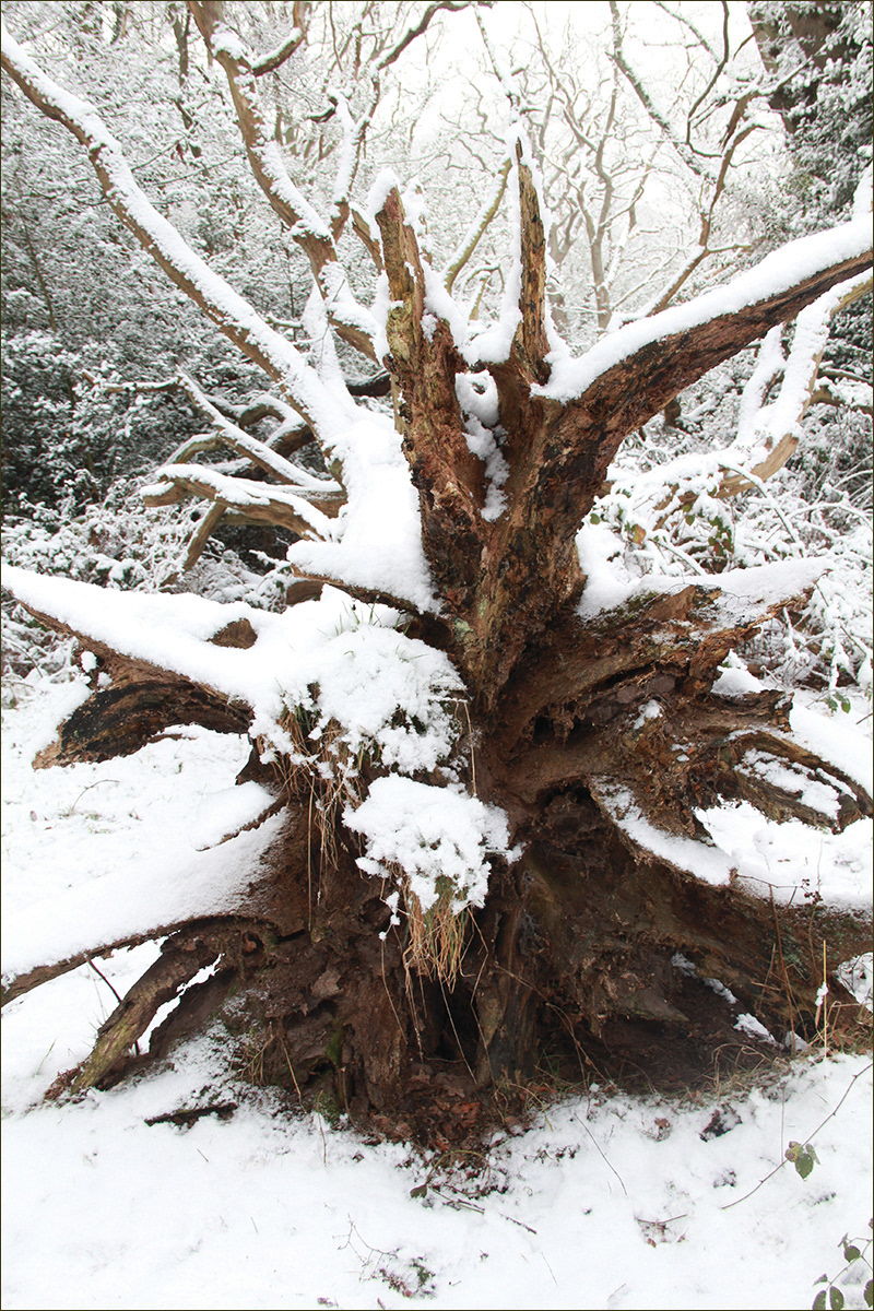 Geoff Hegarty_Snowed Under