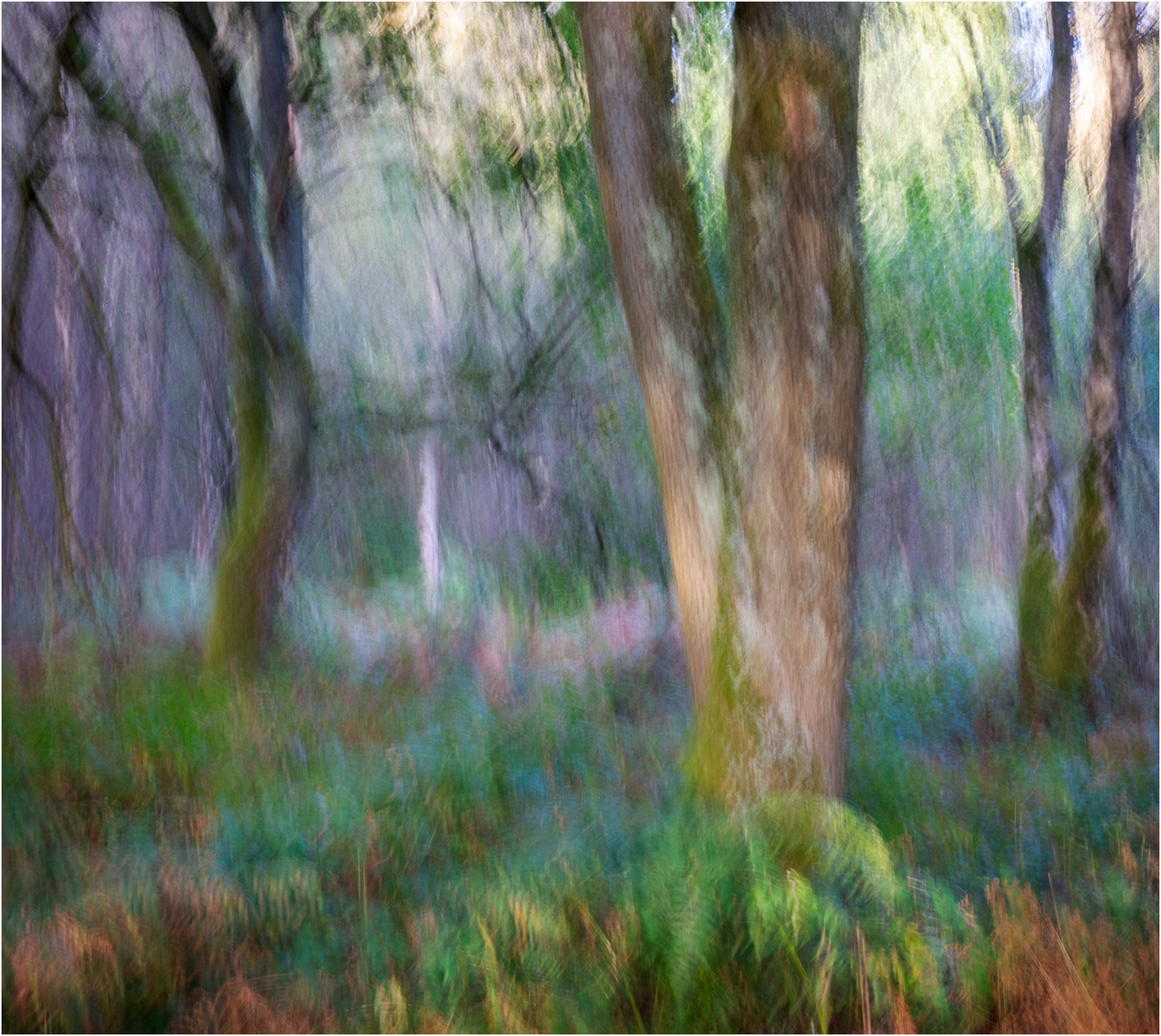 Richard Knapp LRPS_Woodland imagination