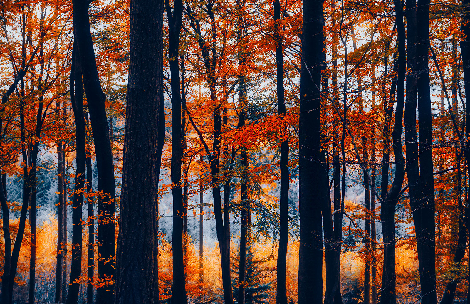 Bogdan Schiteanu_Magic light in redlands along coldharbour lane