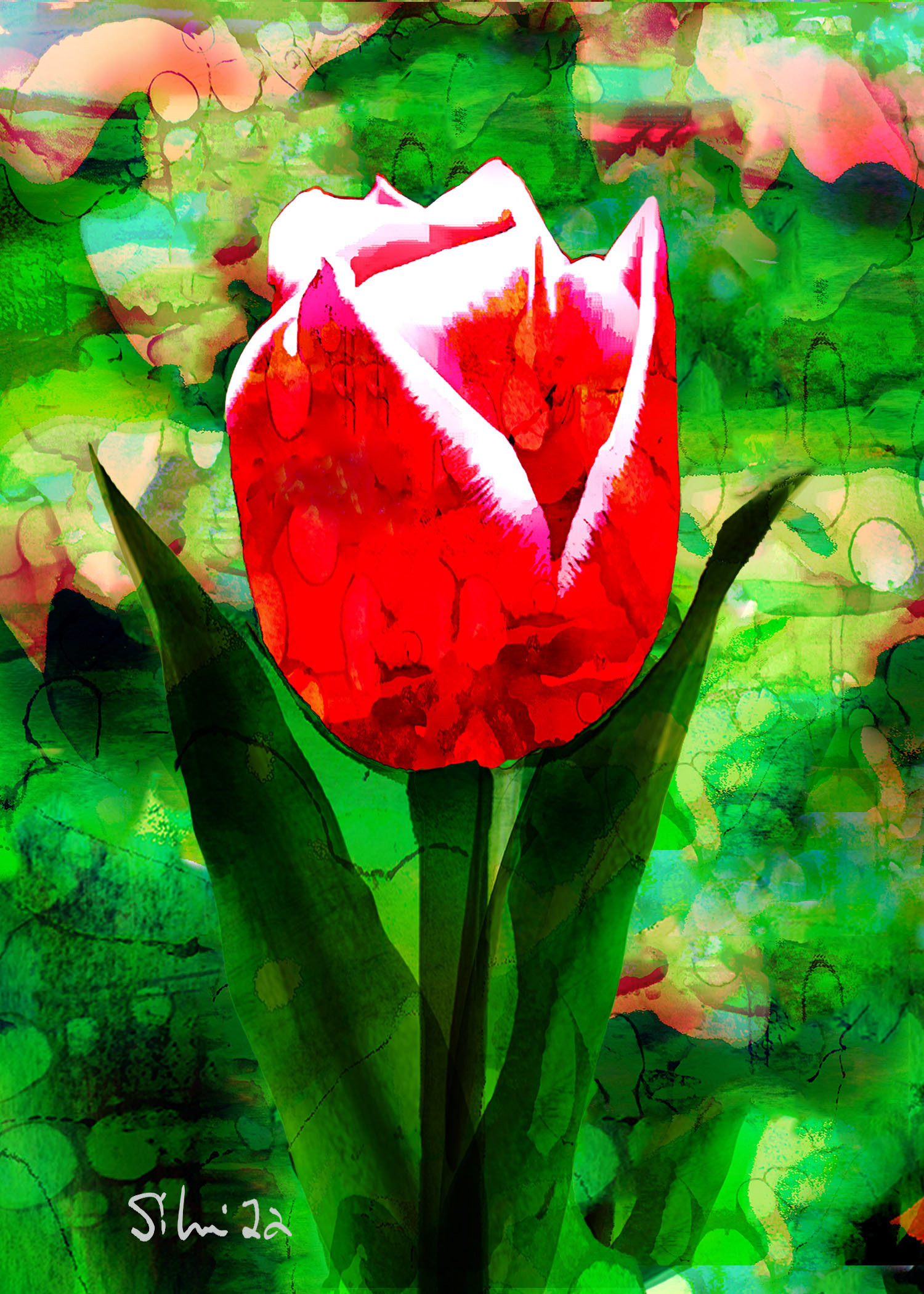 Tulip
