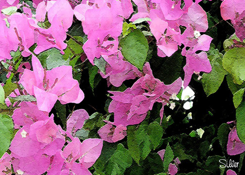 Pink Flowers