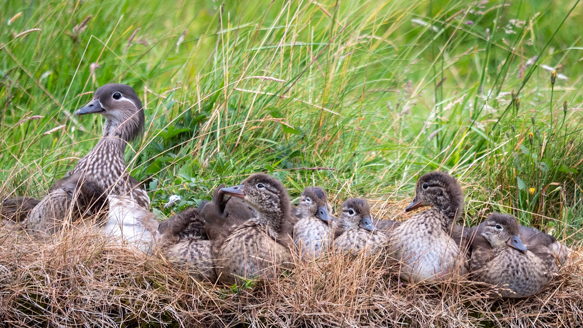 Ducks in a row
