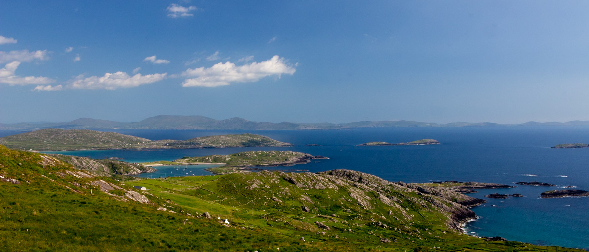 Lambs Head