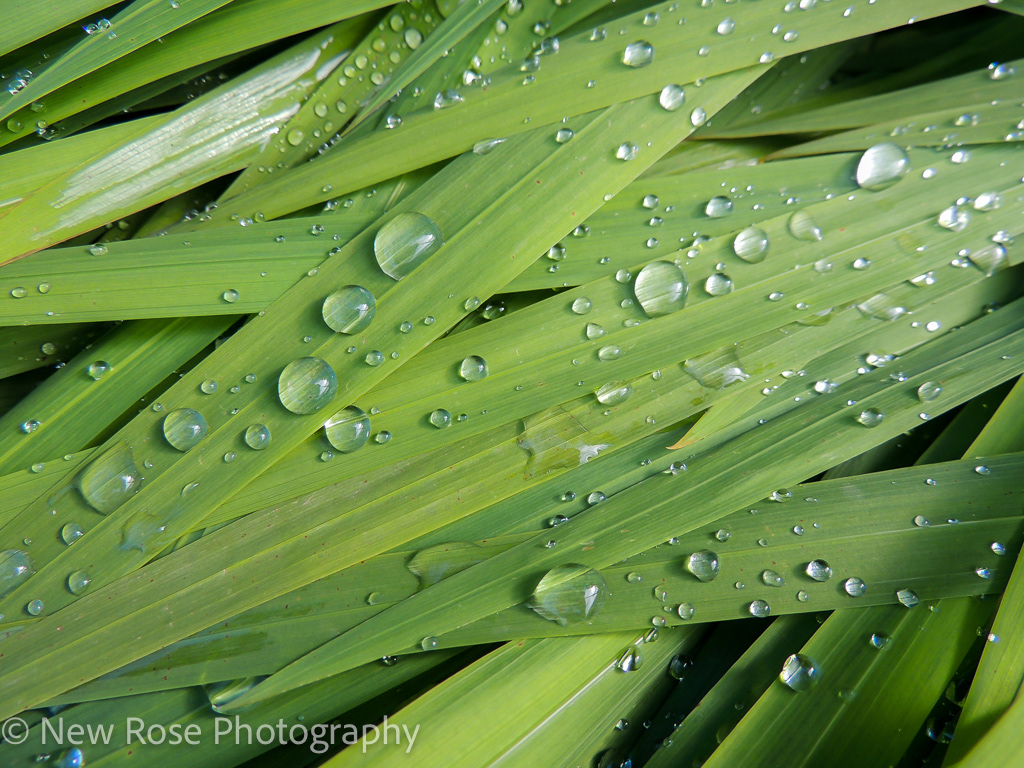 Dew on Reeds