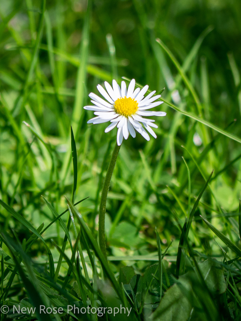 Daisy