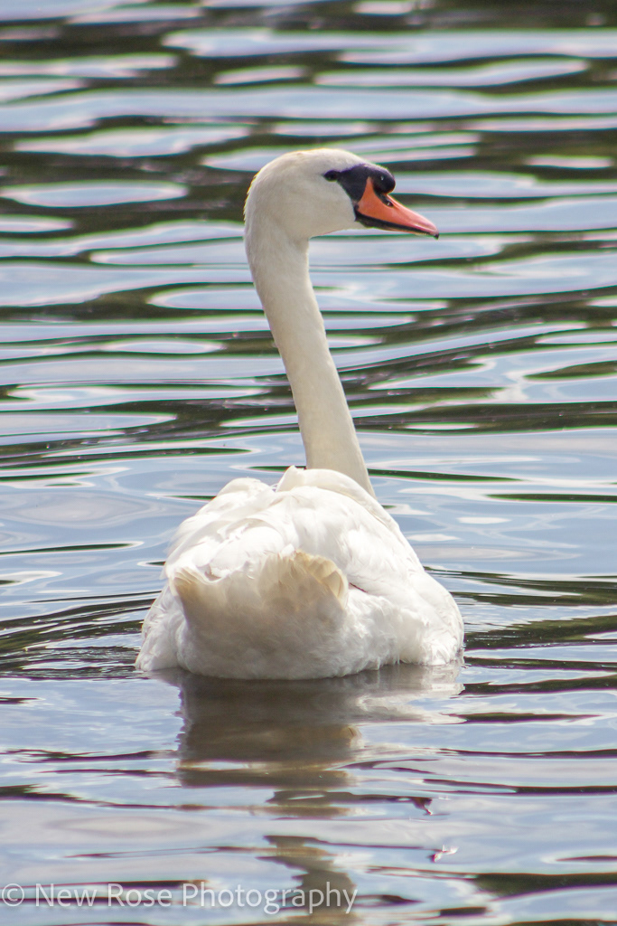 Nice Swan