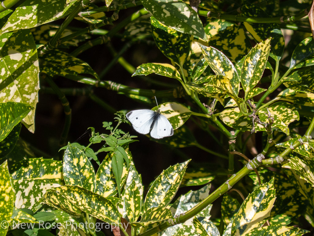 Pieris rapae