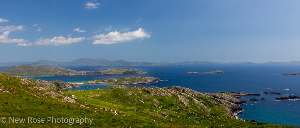 Lambs Head