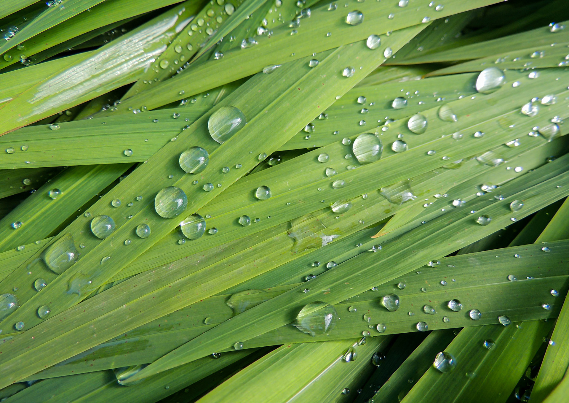 Dew drops on reeds
