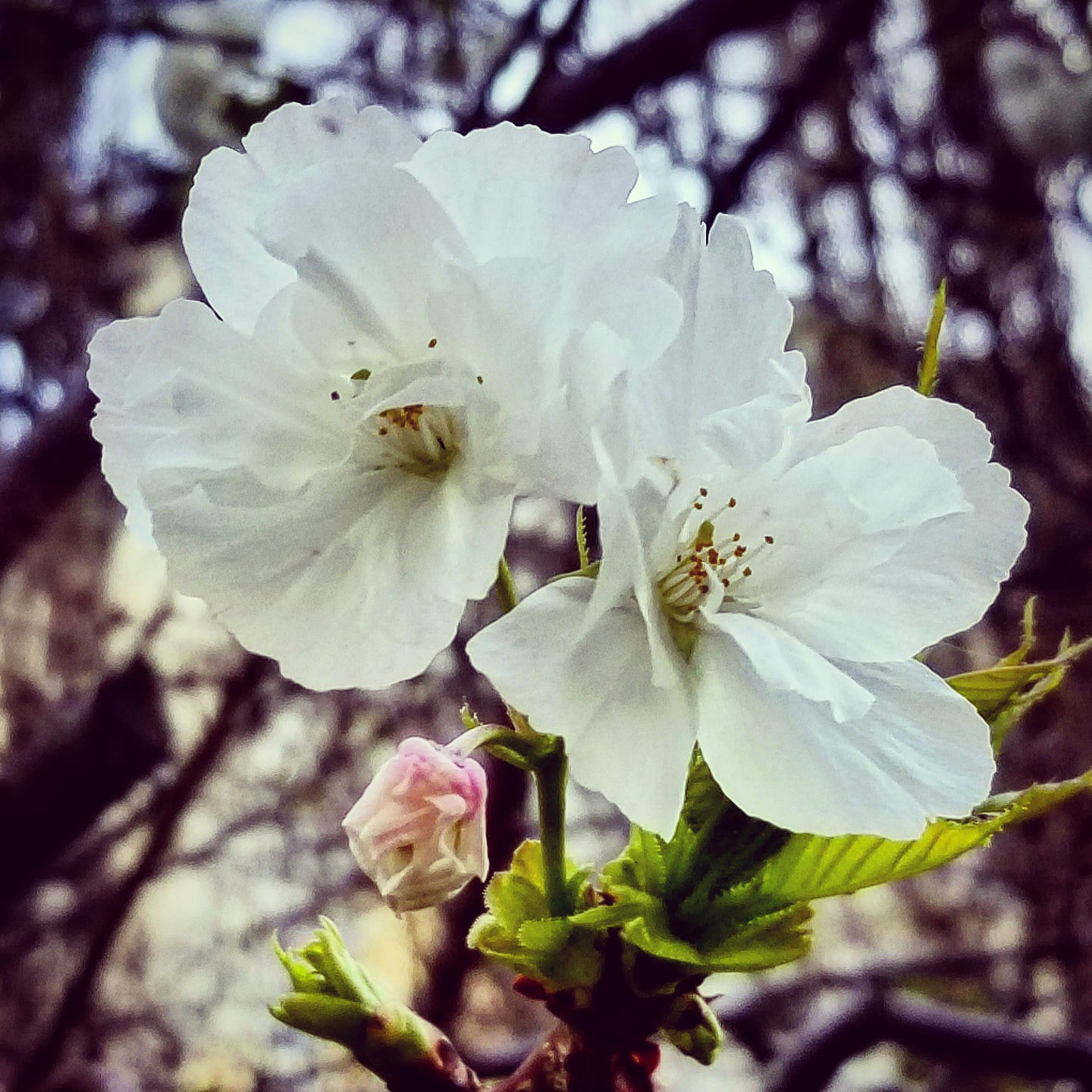 Day 99 - April 9