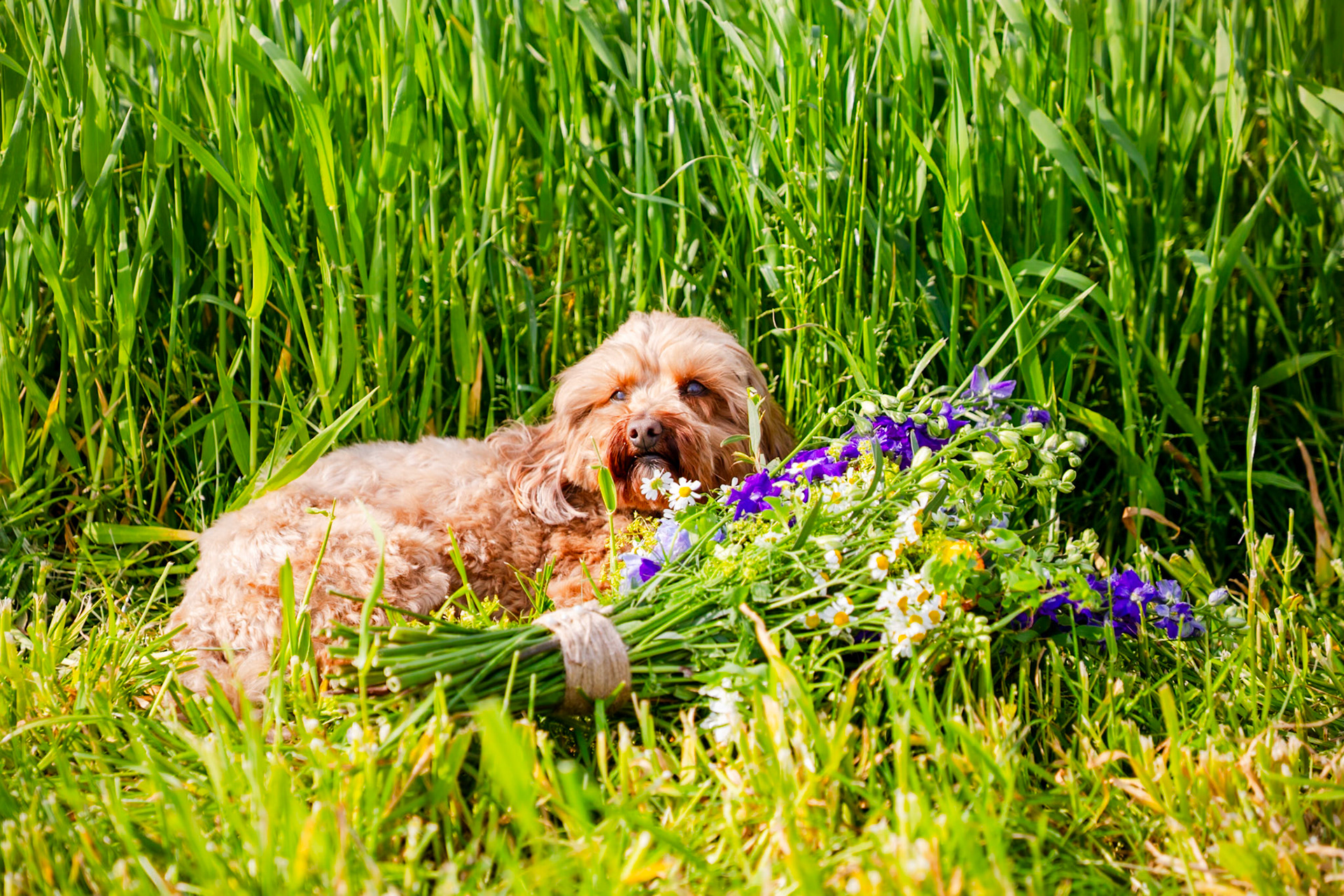 Pictures from Jay and Flo's beautiful spring wedding that took place at Shaftesbury in North Dorset and