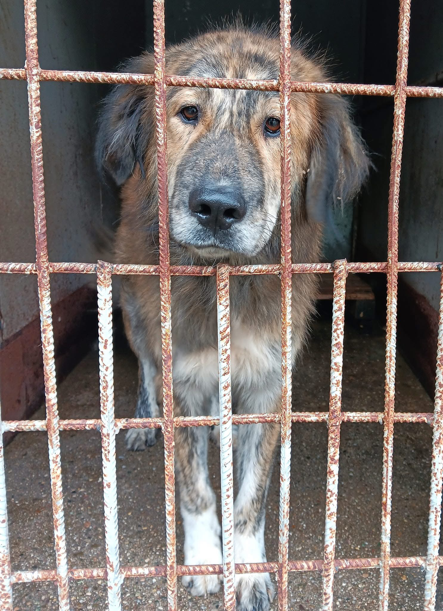 The three are still looking for godparents, we have a postponement until 20. get January, then they have to hit the streets. They are large HSHs, which the Bulgarians are afraid of, so you can assume that they will be poisoned in a short time. Transportation costs have already been donated.