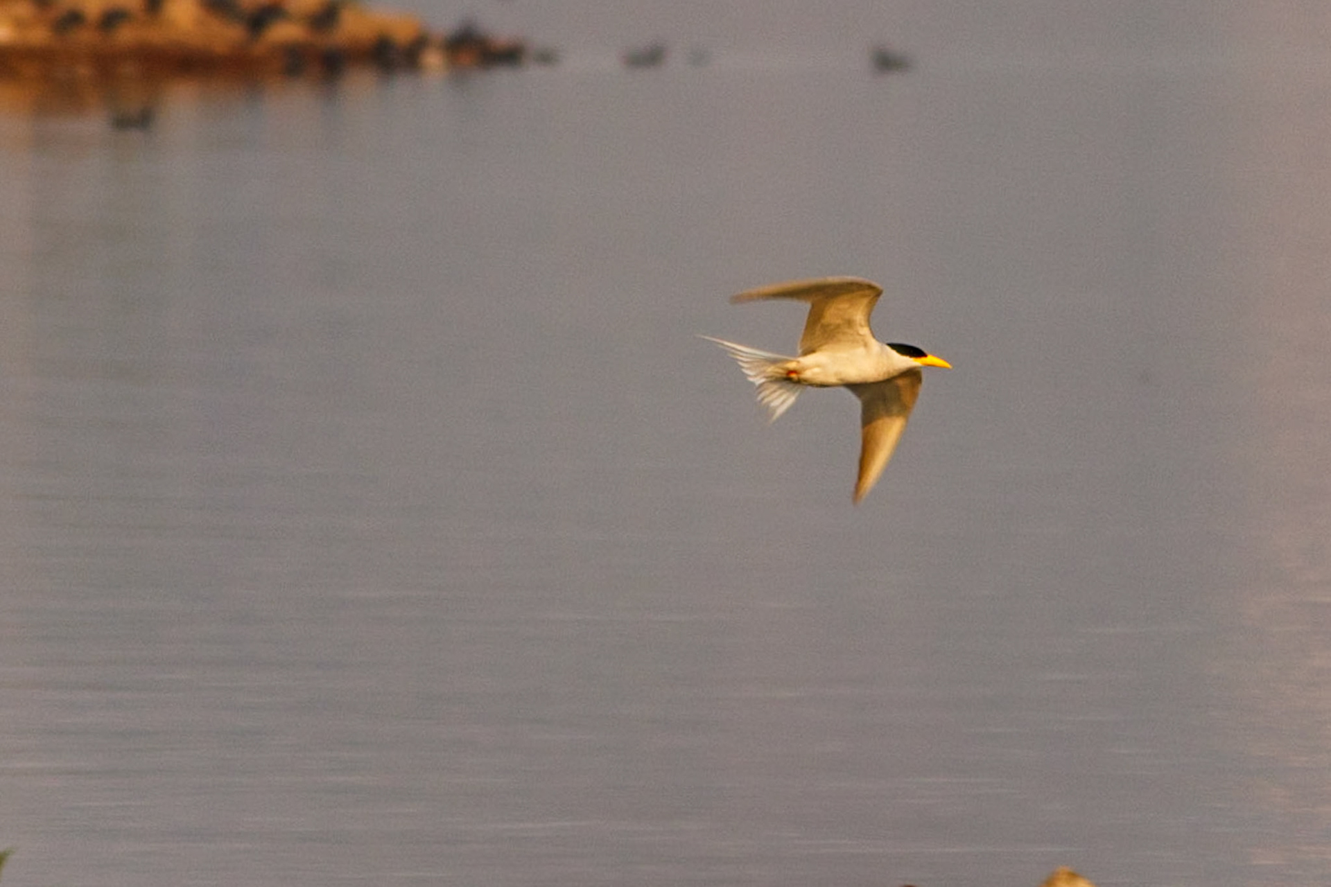 A River Tern in Flight