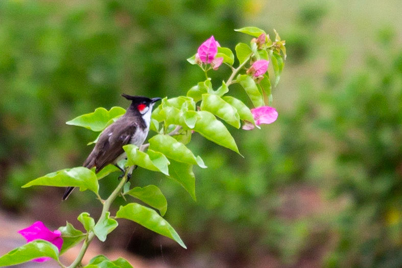 Red Whiskered Bulbul and a plant with flowers