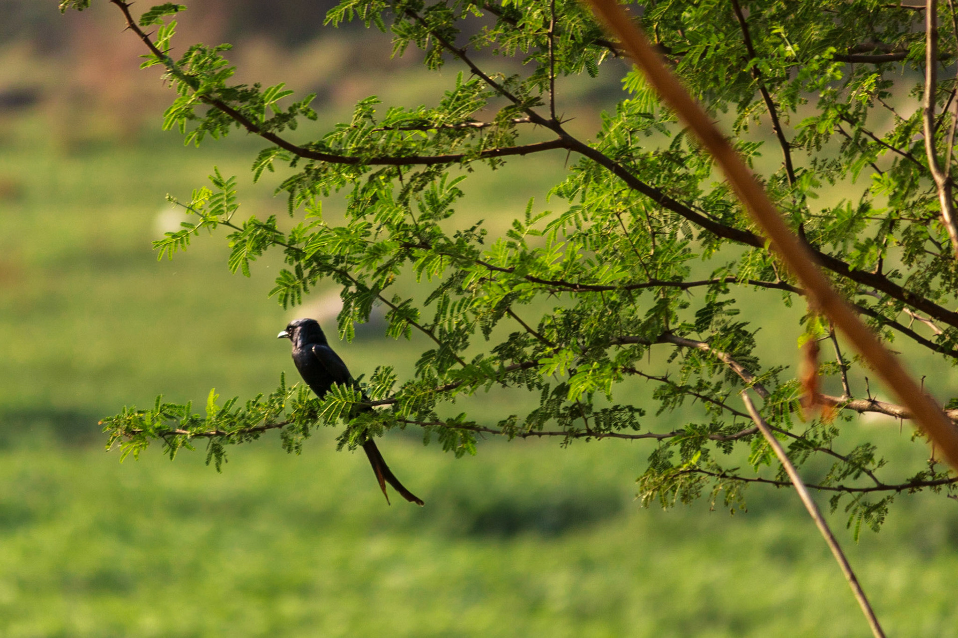 Black Drongo Bird