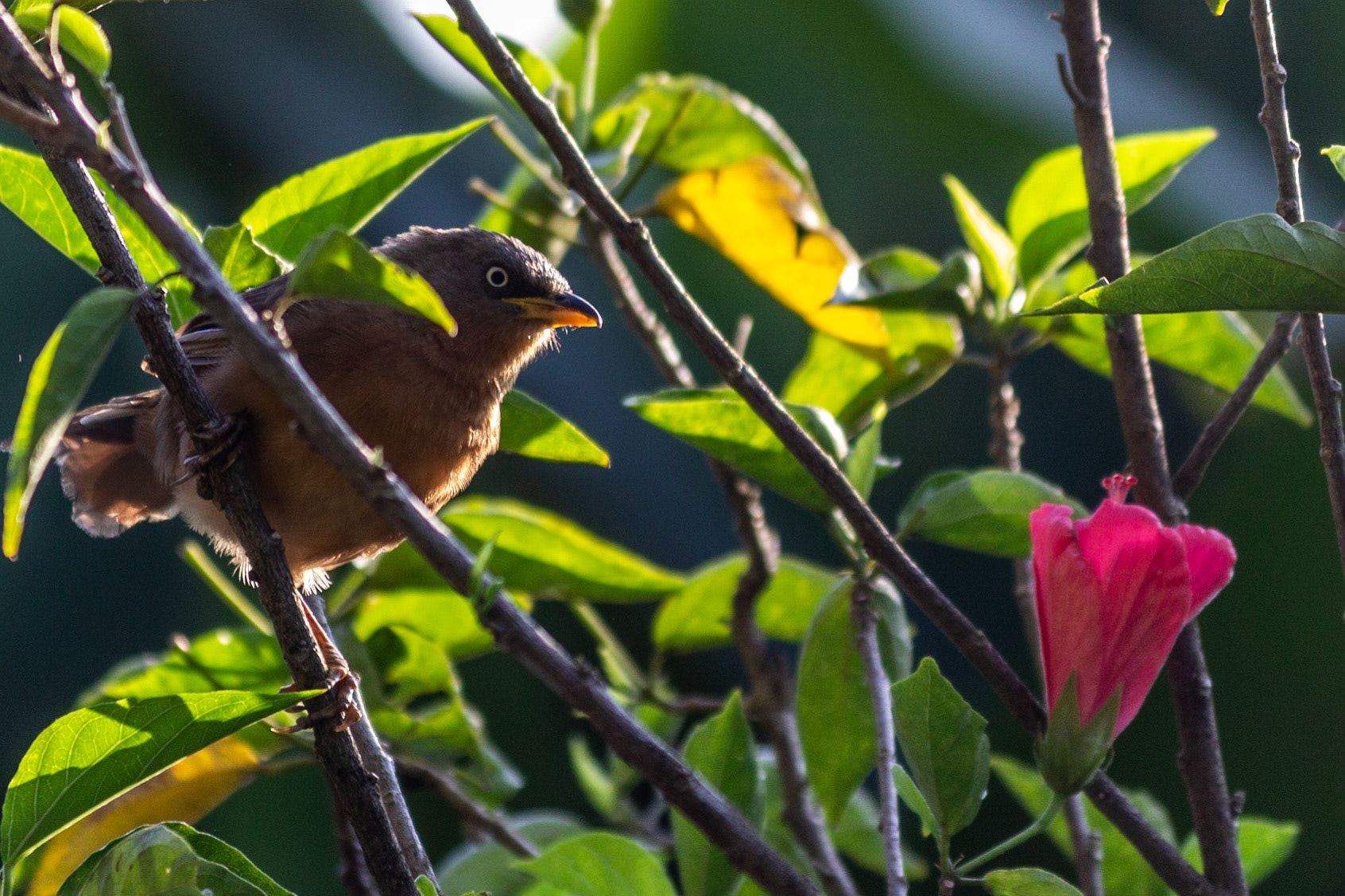 The Jungle Babbler