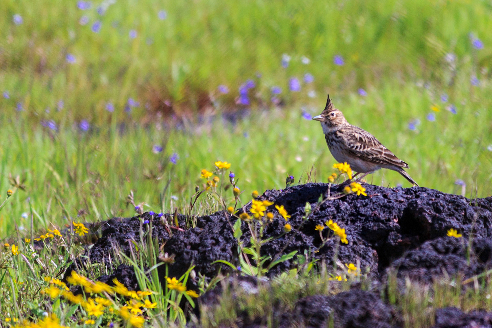 Malabar Crested Lark
