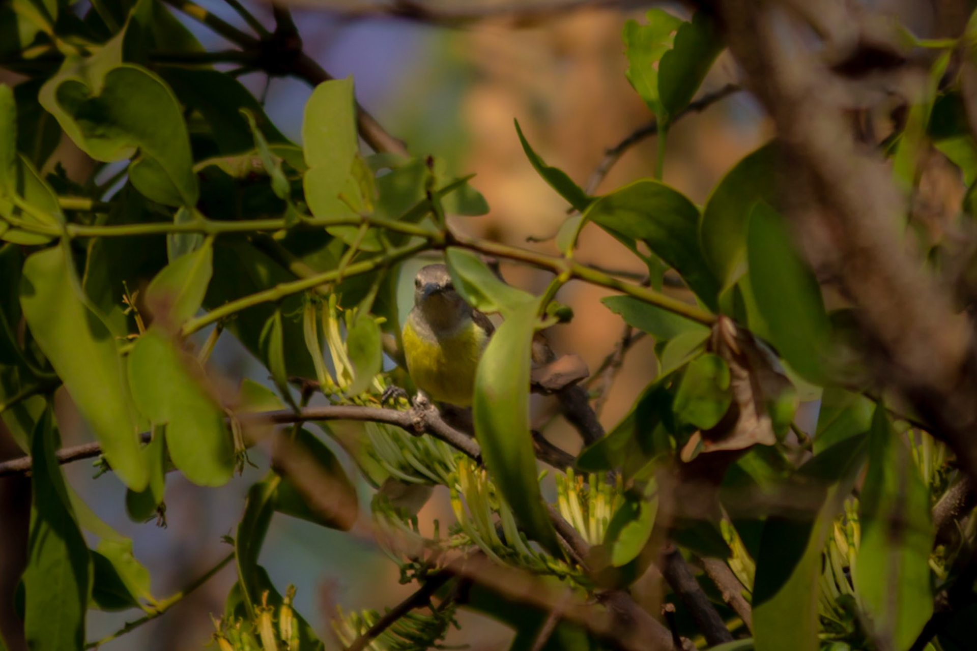 Purple-Rumped Sunbird hiding in Tree