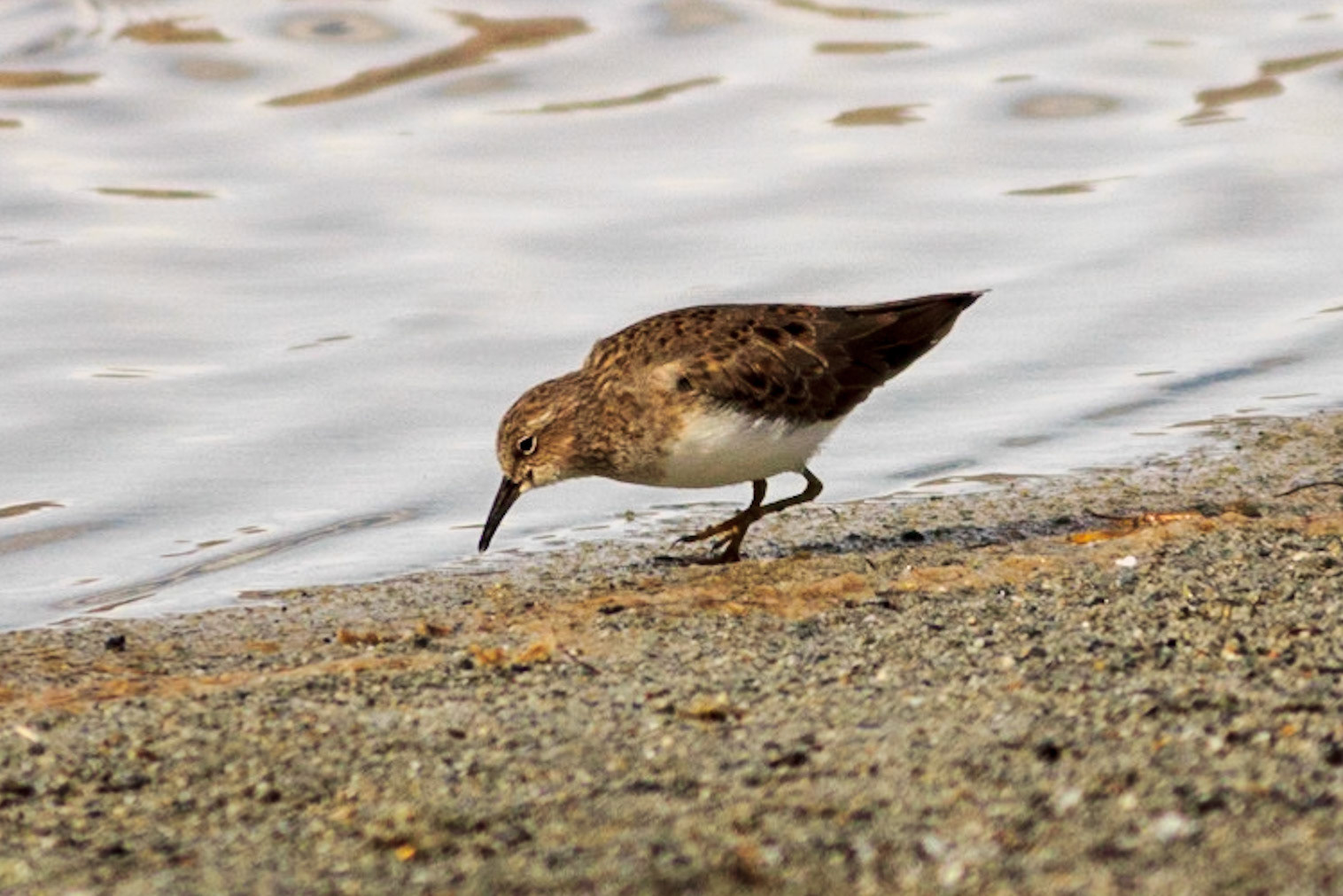 Sandpiper