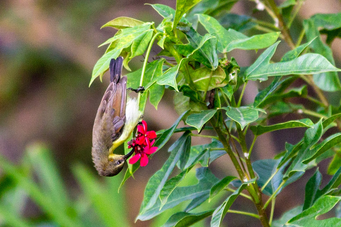 Purple Sunbird sucking on nectar