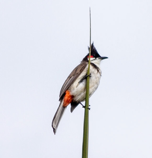 Red Whiskered Bulbul up high against overcast sky
