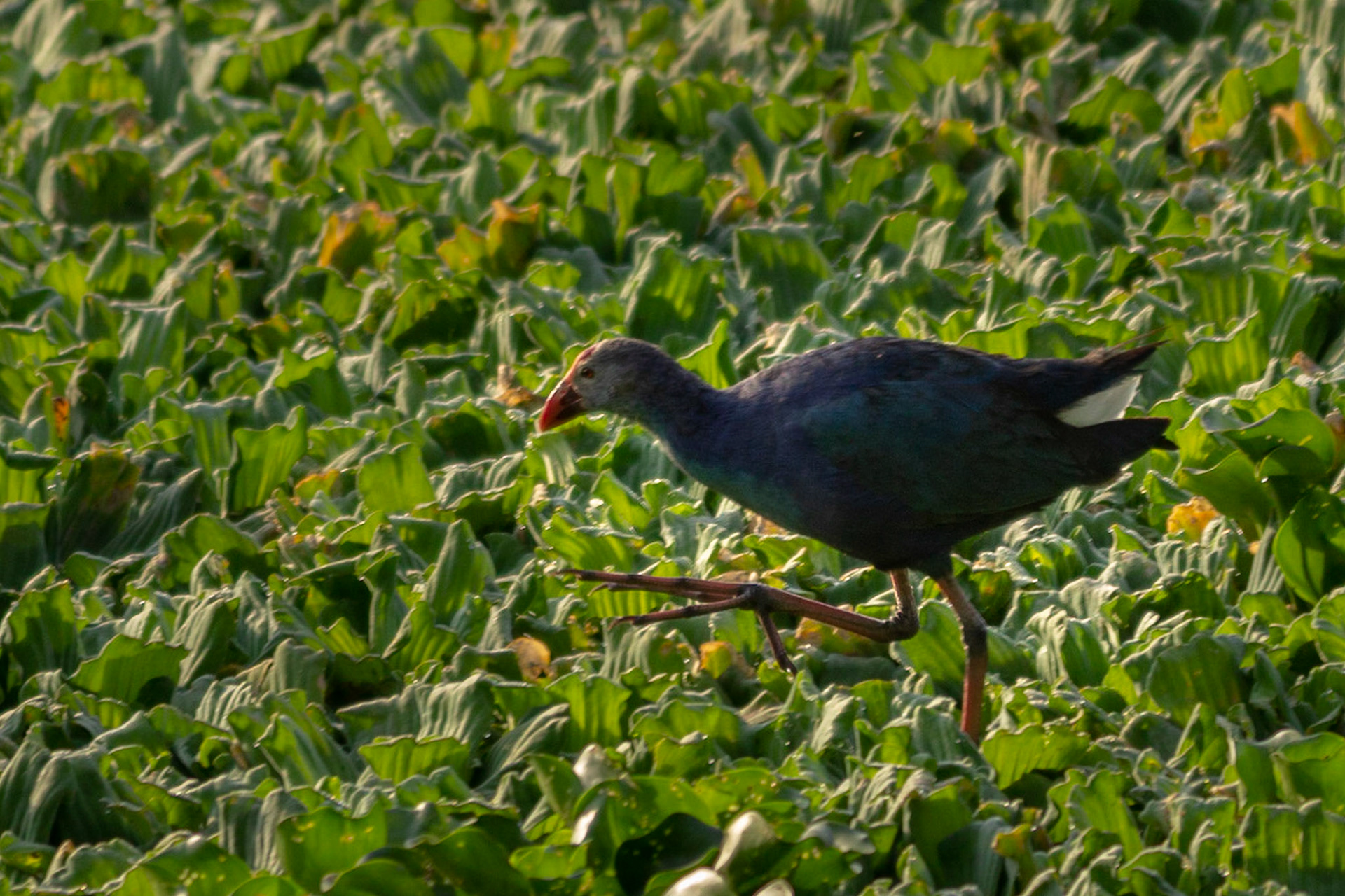 Purple Moorhen