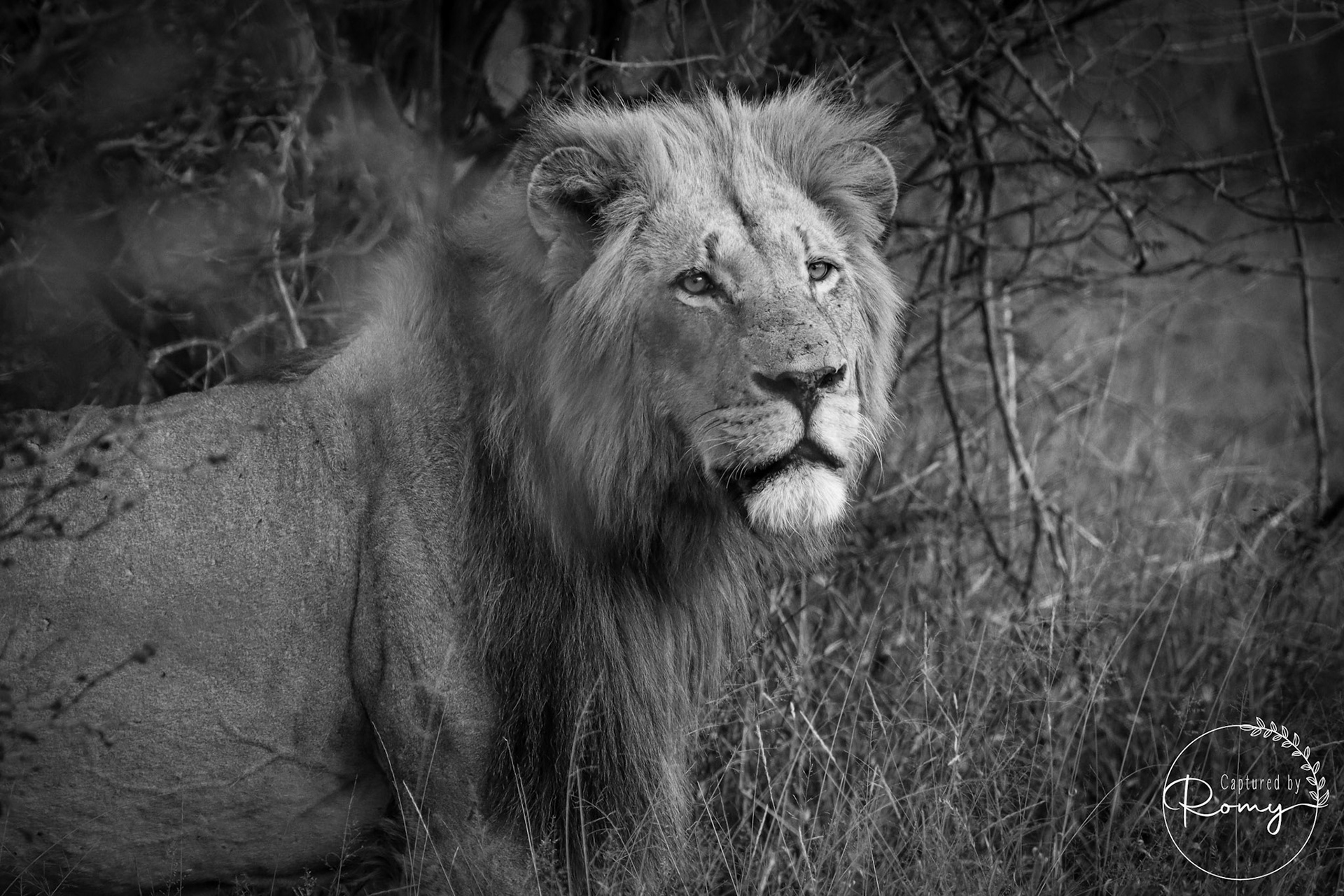 Lion