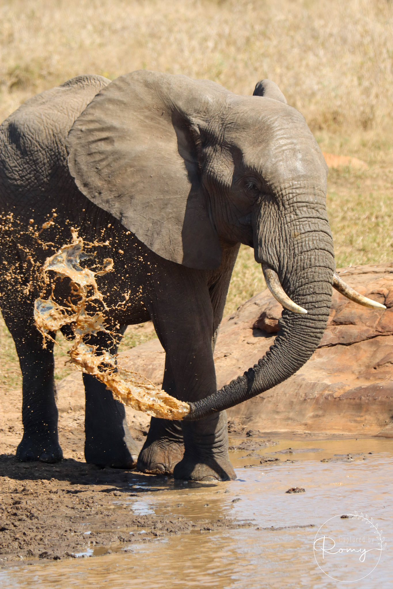 Elephant