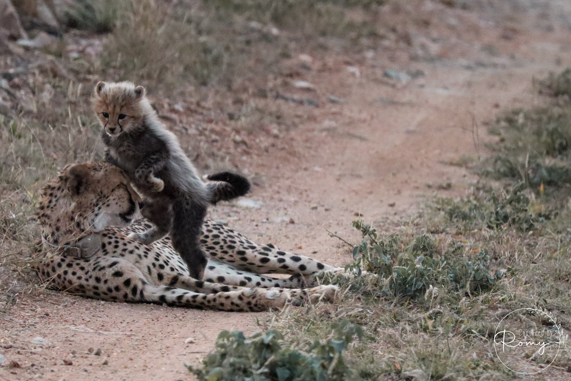 Cheetah with cubs