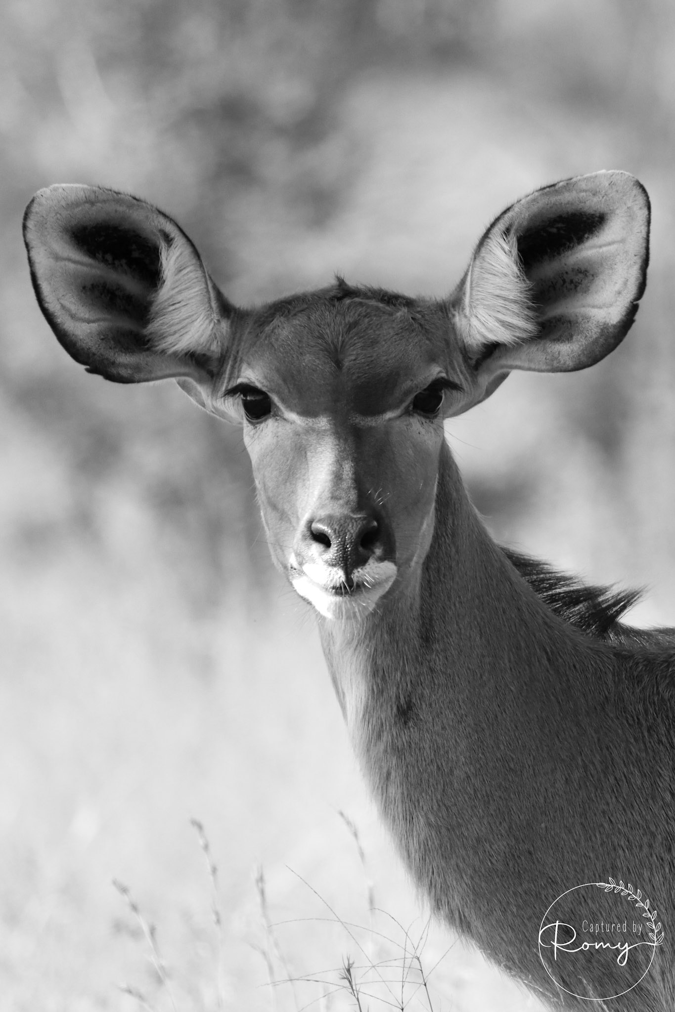 Kudu