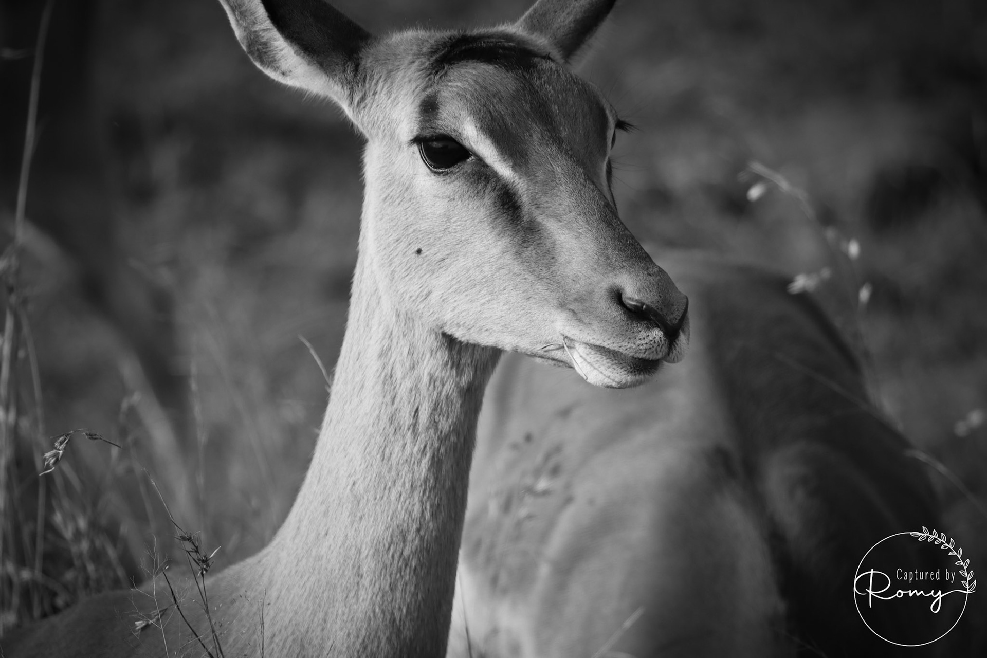 Kudu