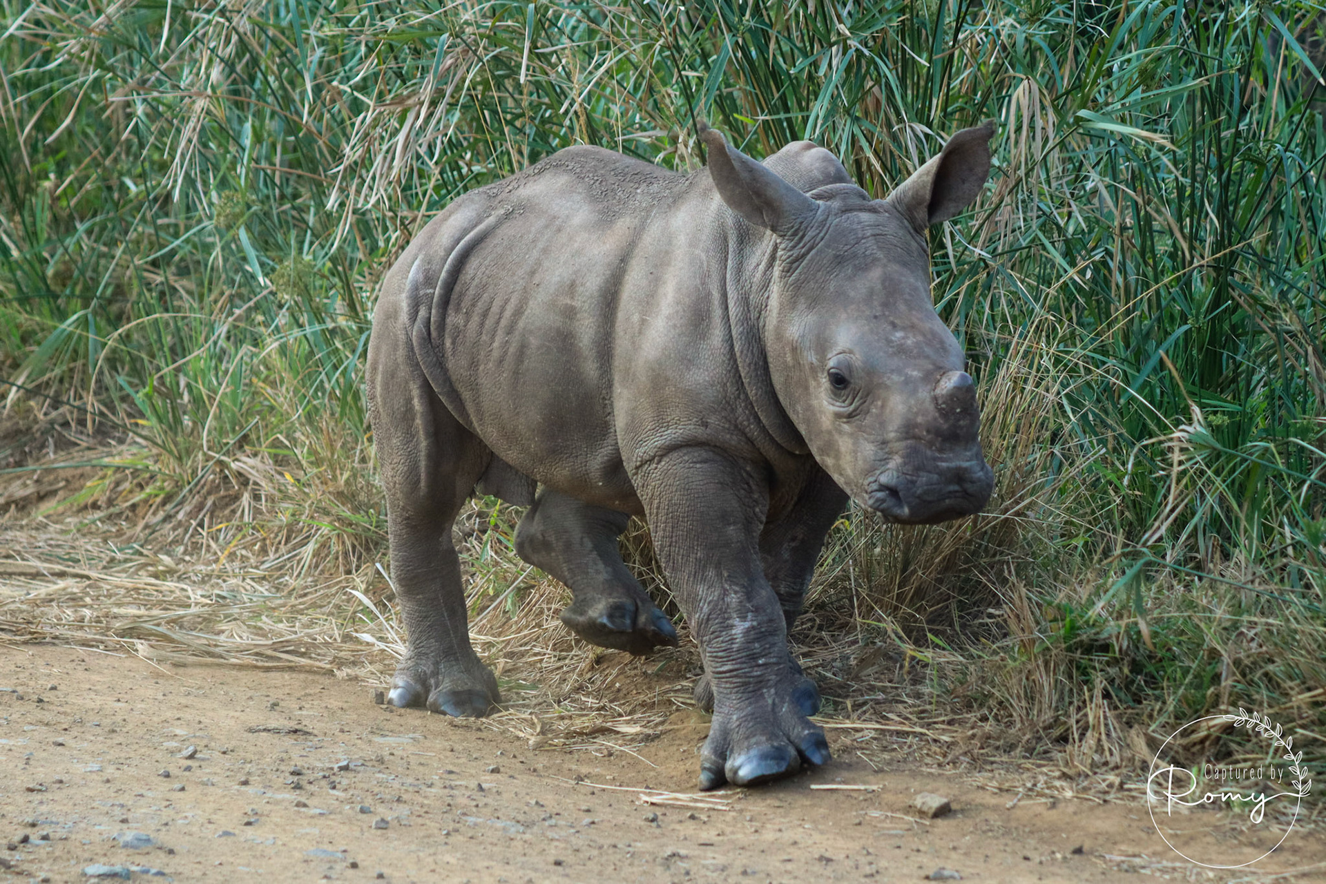 Little white rhino