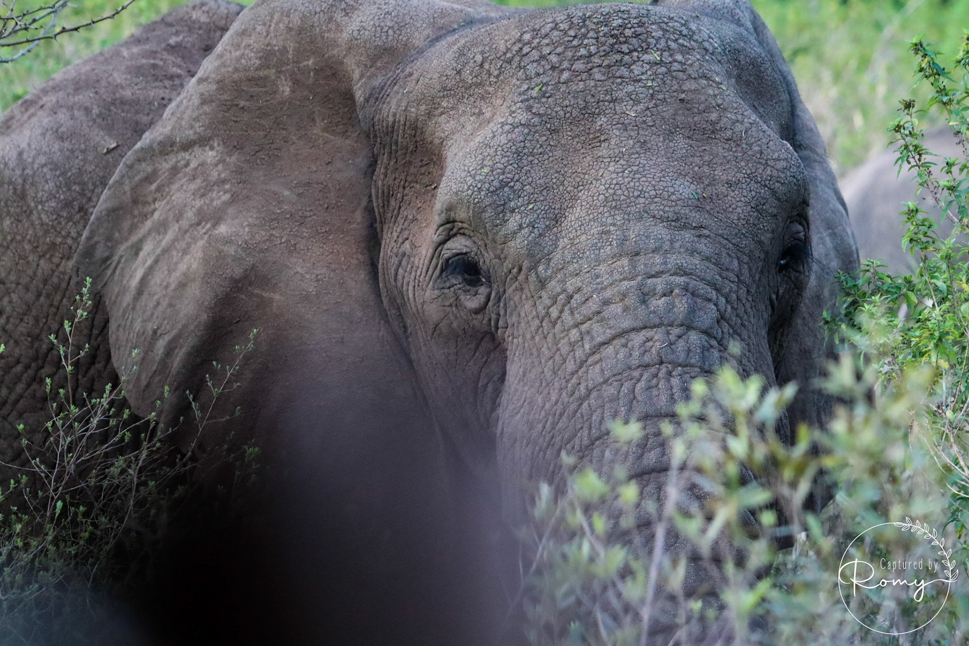 Elephant