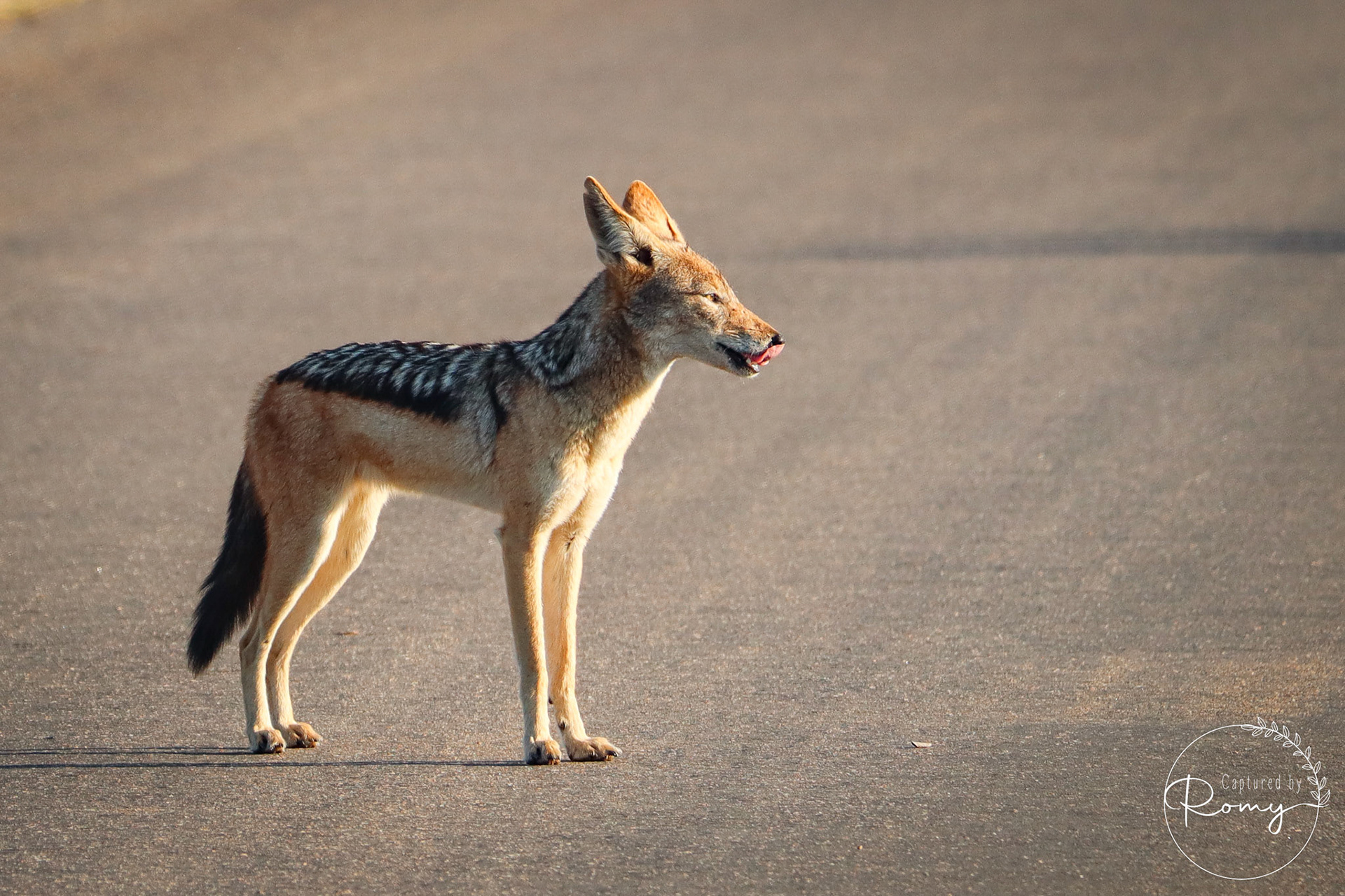 Wild dog
