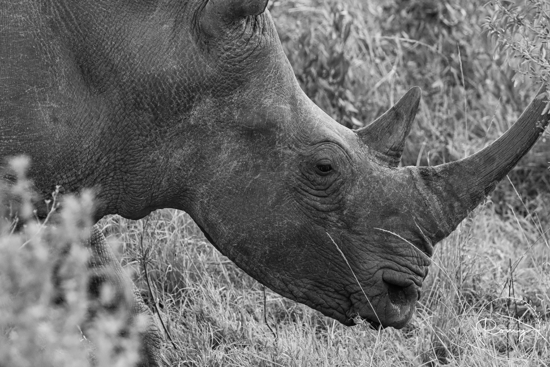 White rhino