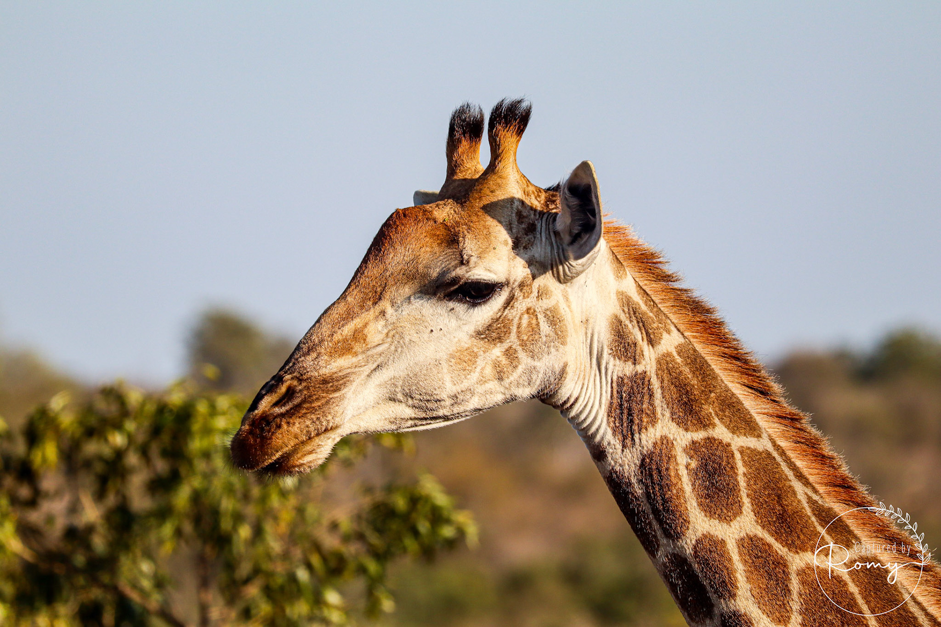 Giraffe