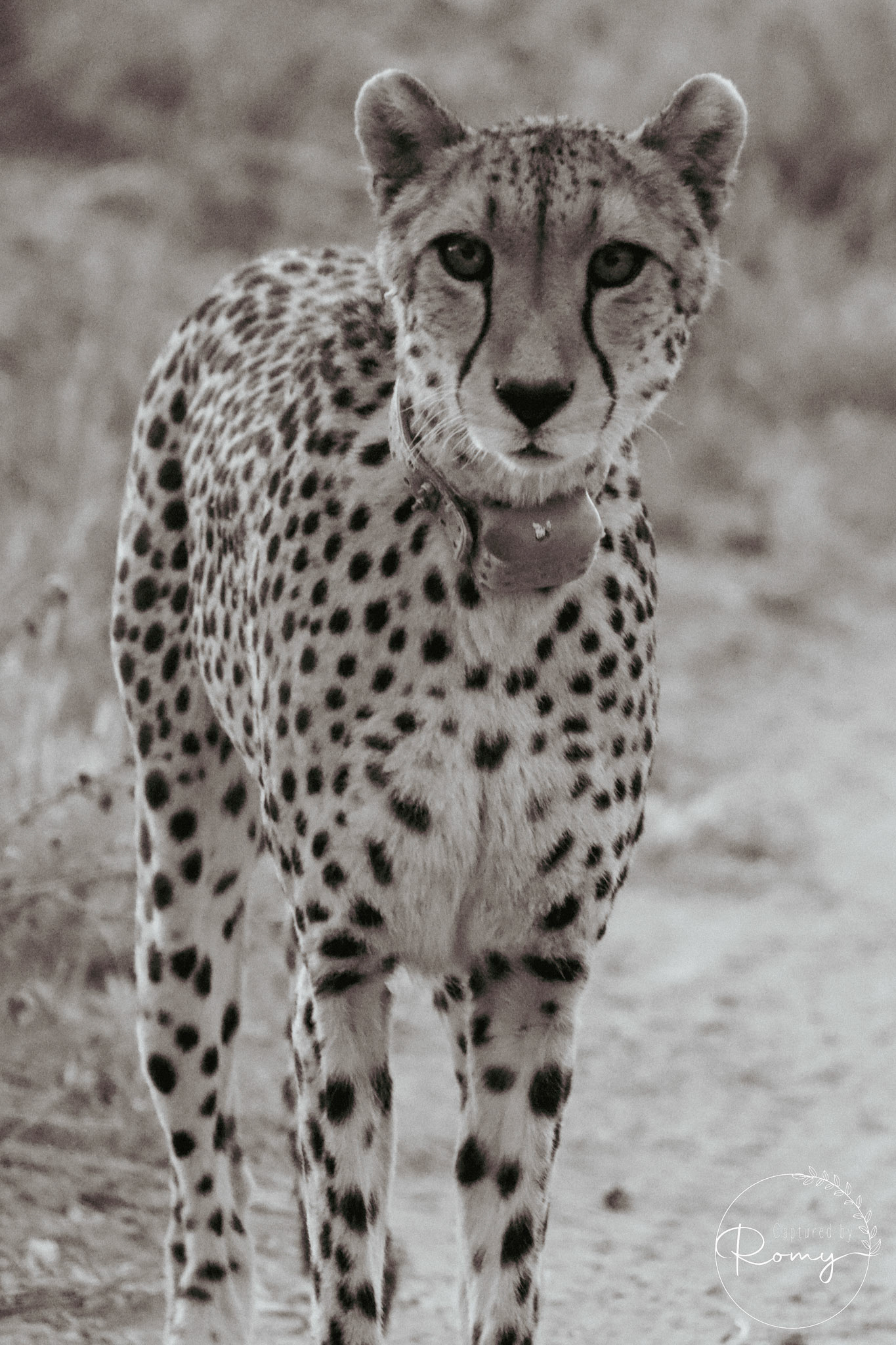 Cheetah