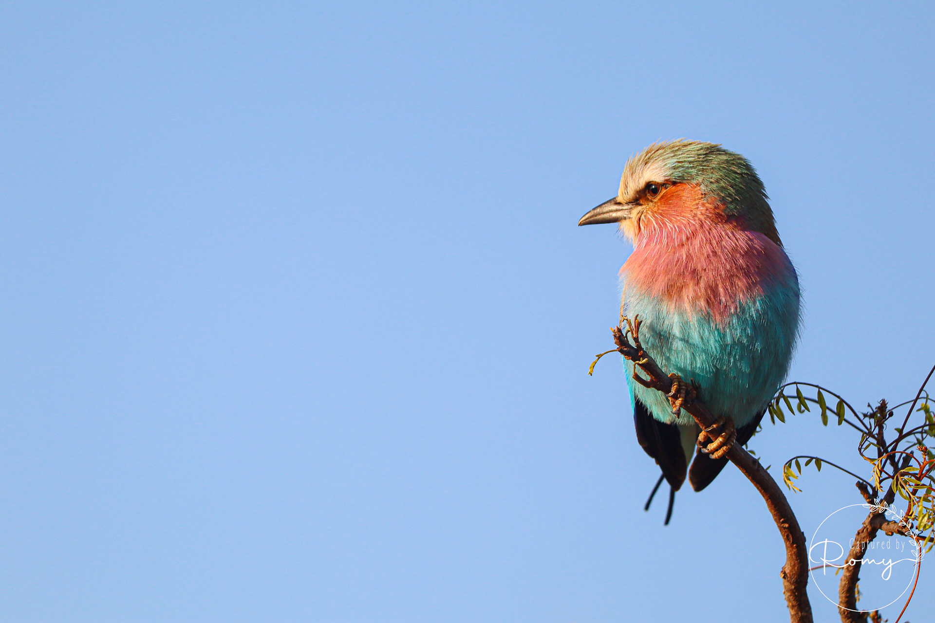Lilac-breasted Roller