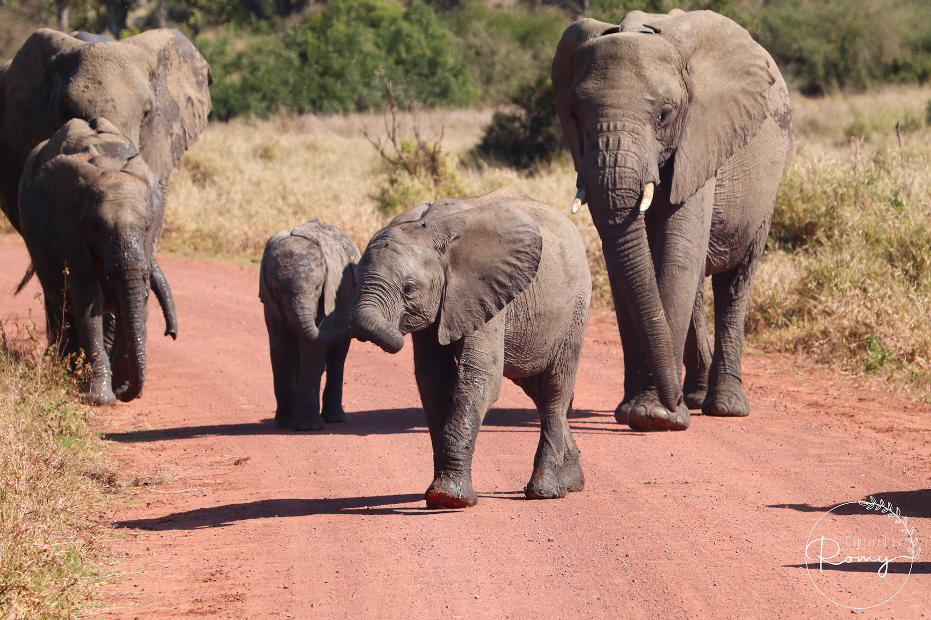 Elephant herd in Kruger National Park
