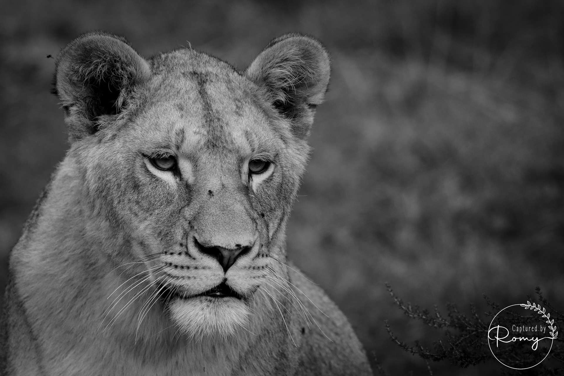 Lioness