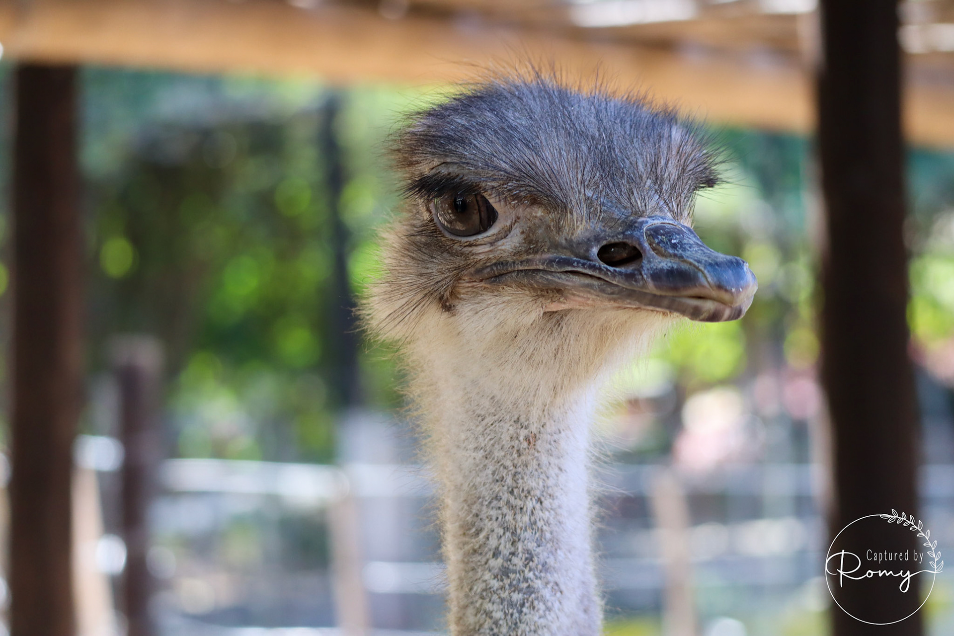 Ostrich