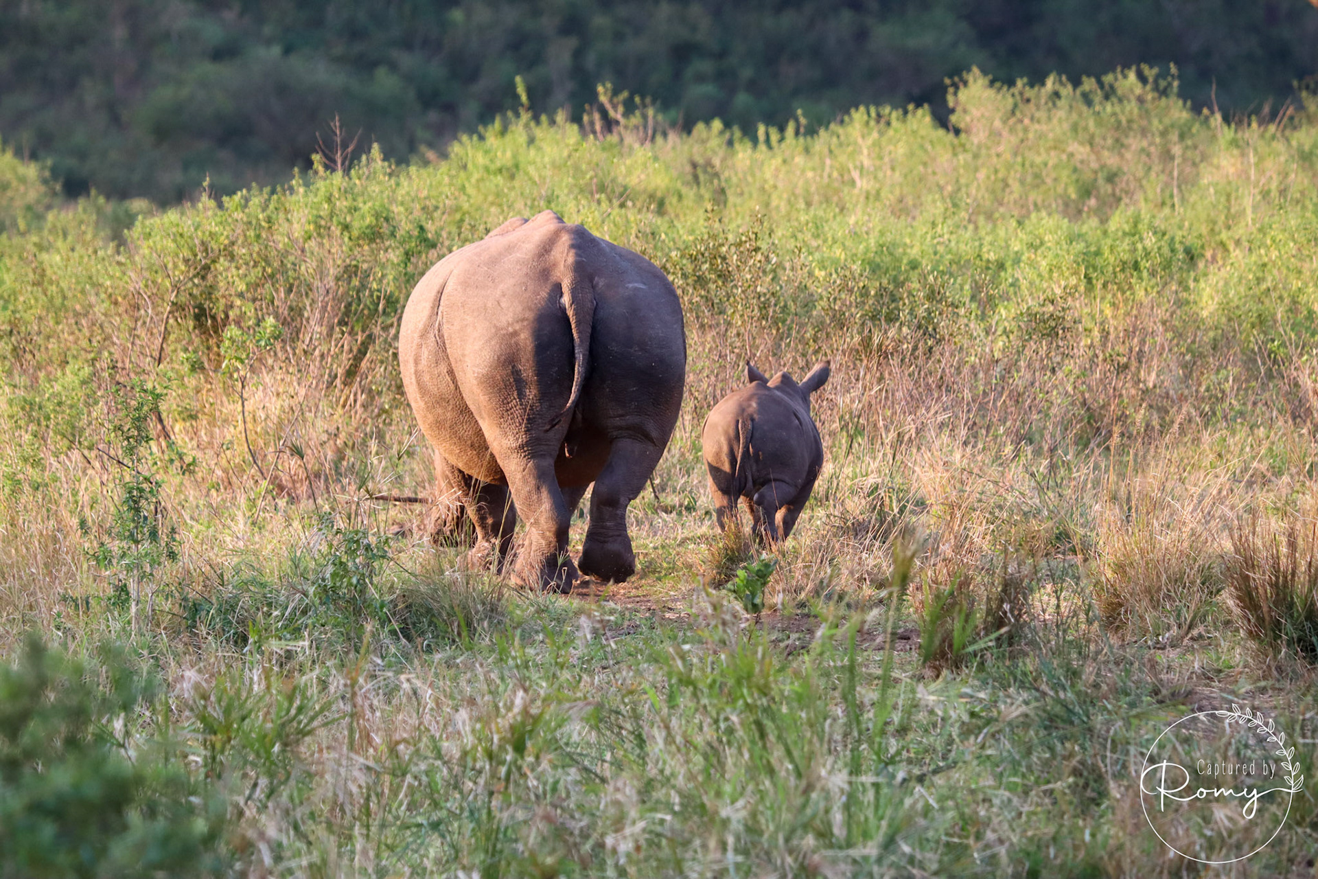 White rhino with cub