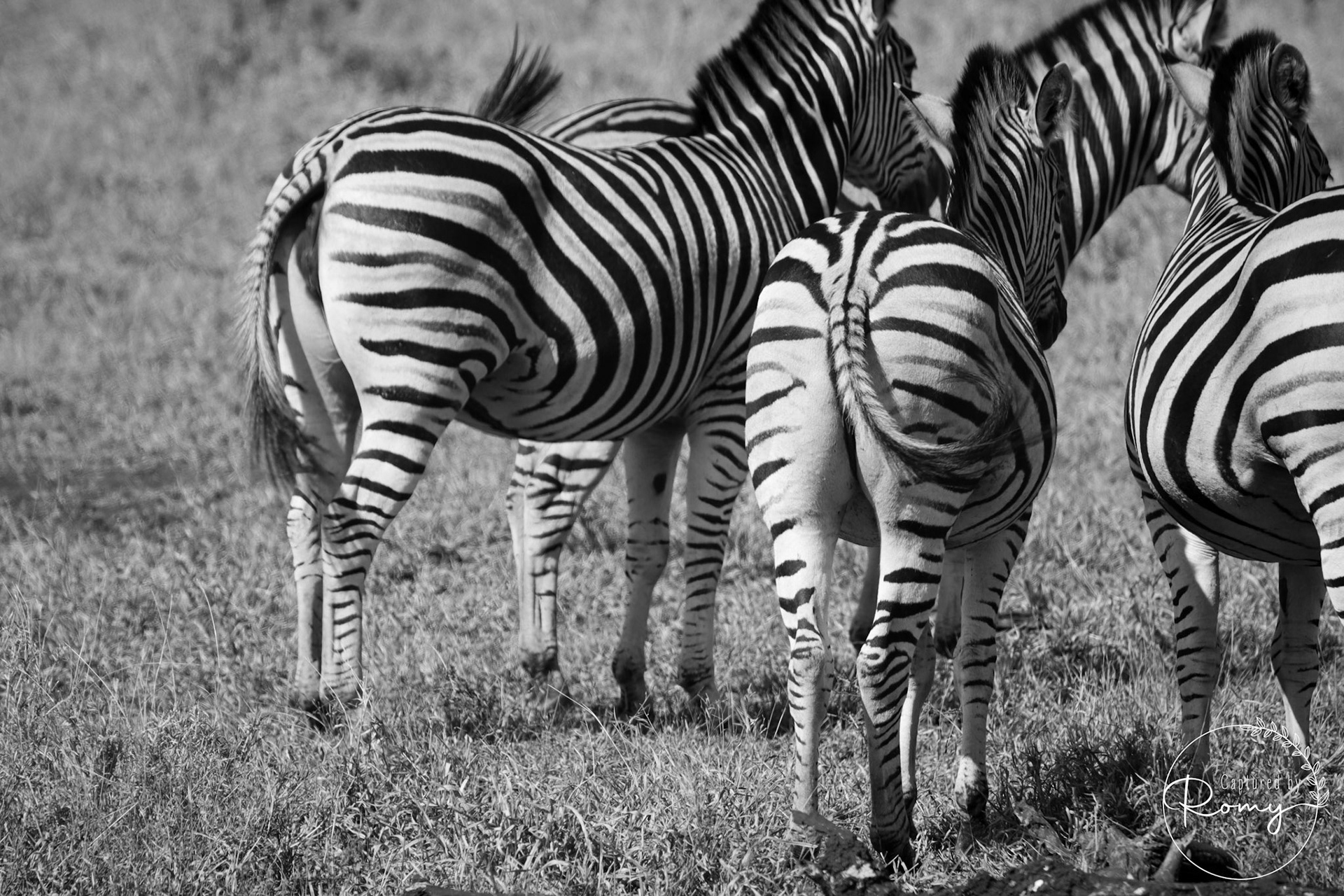 Zebra