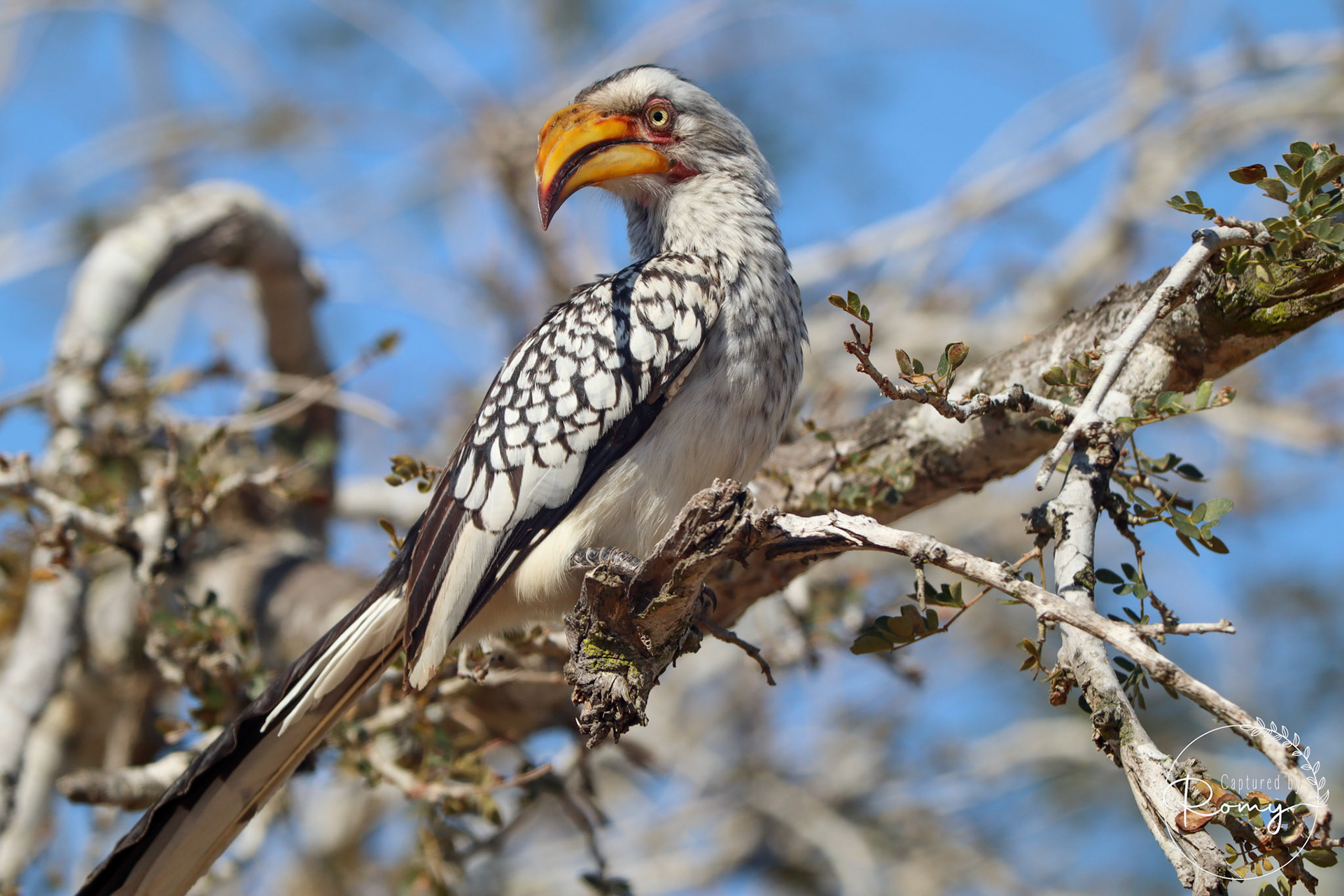 African red-billed hornbill