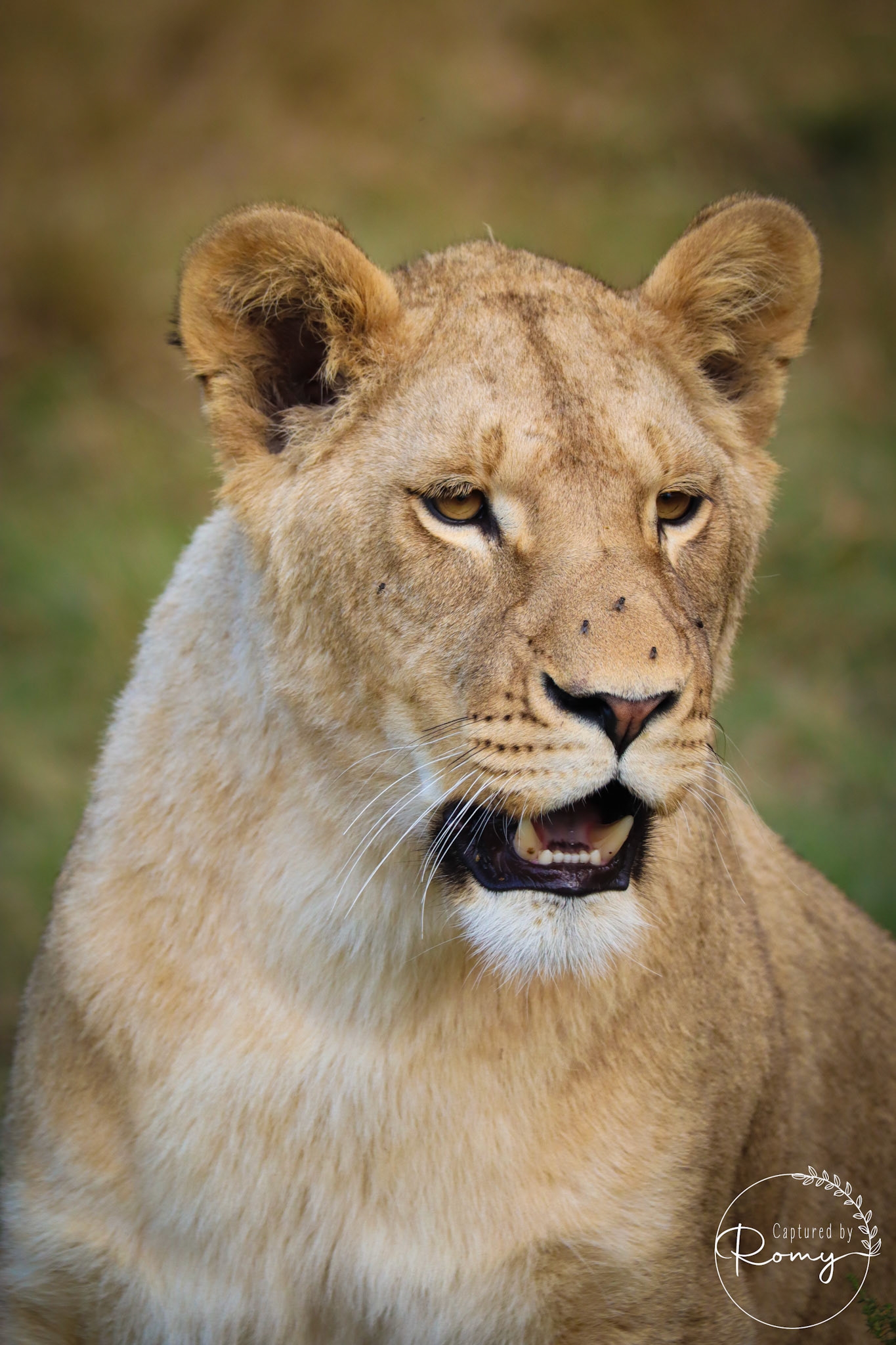Lioness
