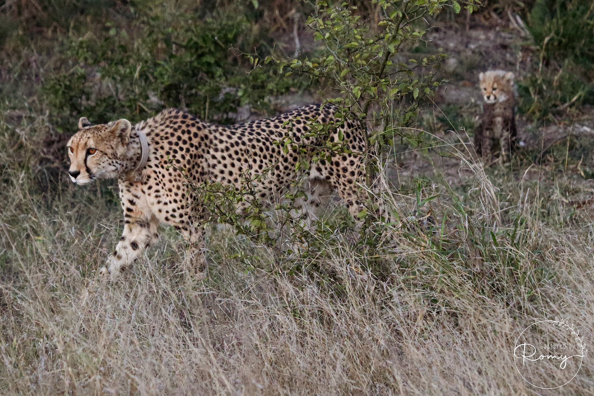 Cheetah