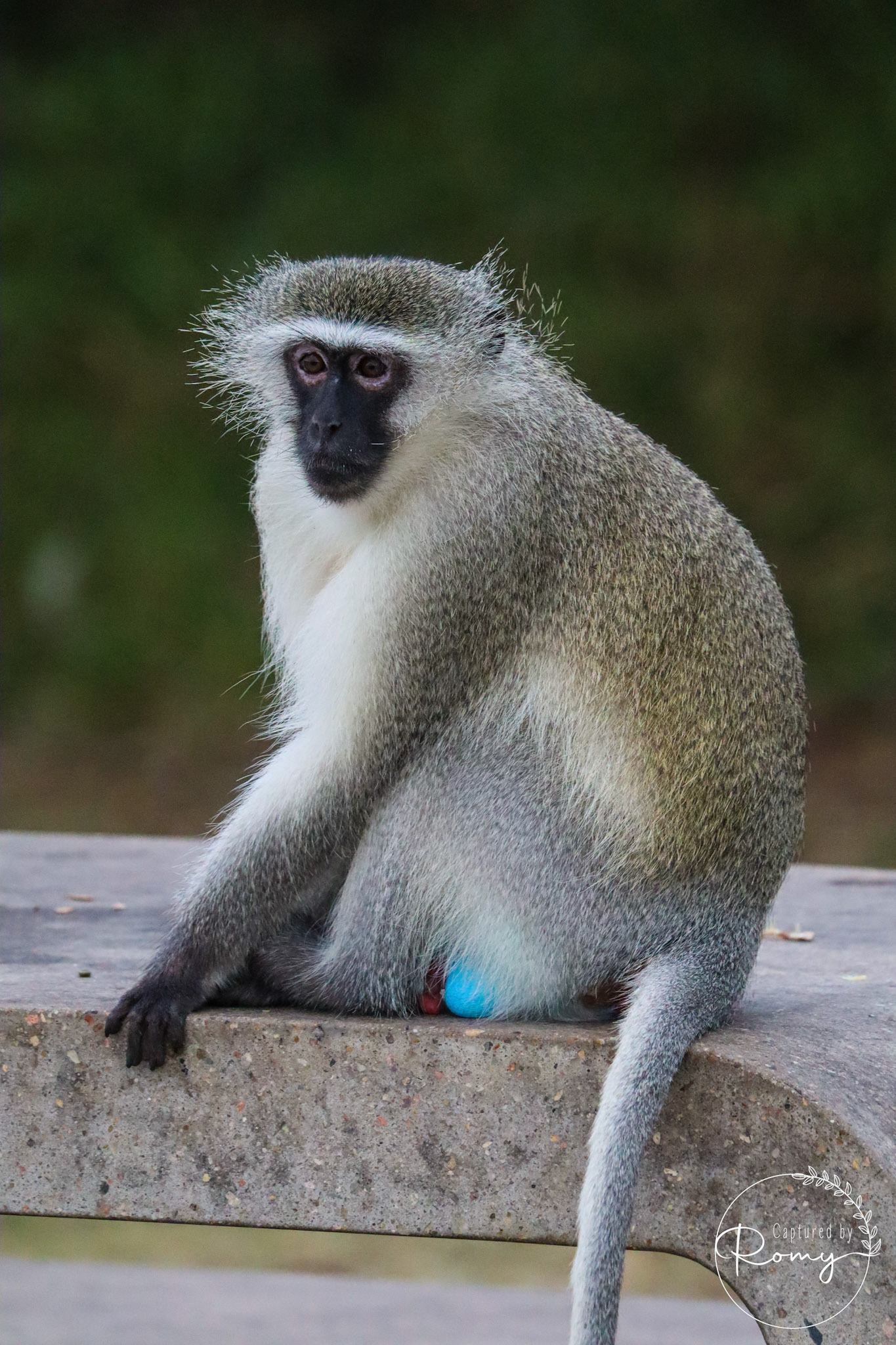Vervet monkey