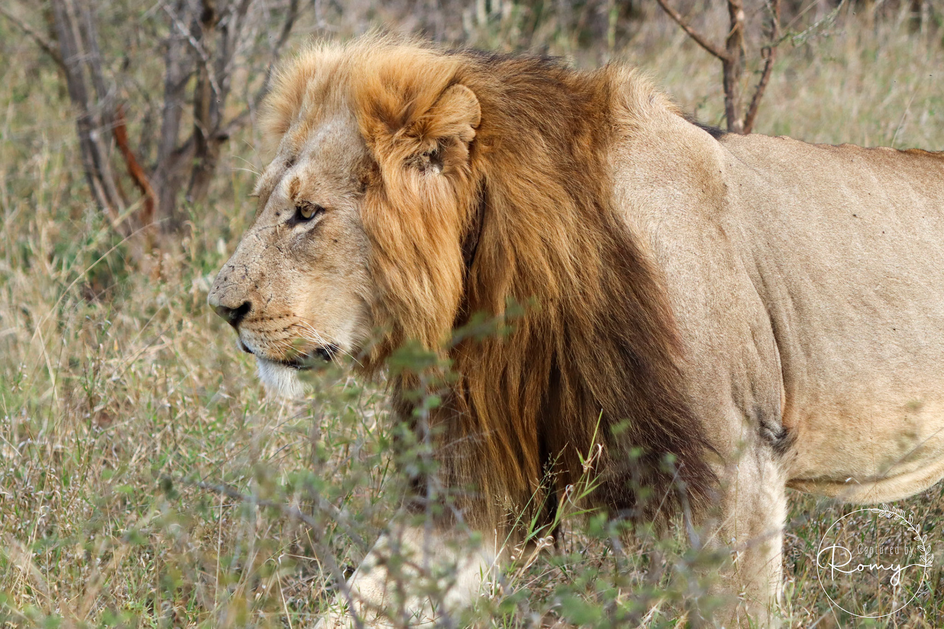 Lion